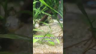 アベニーパファーの魅力　頭に餌が…　pea puffer fish / 小型水槽 / ペット【ゆっくり実況】飼育 #aquarium #shorts #short #pets  #daphnia