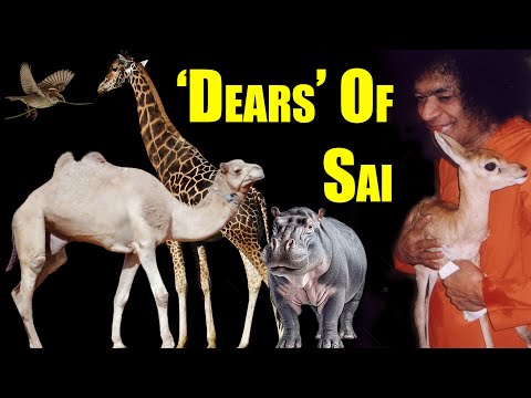 How Animals See In Sathya Sai What Many Humans Miss | Rare Stories
