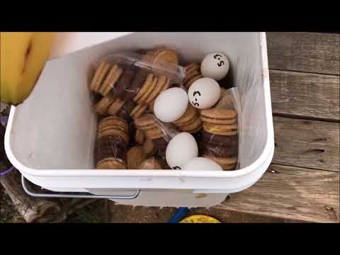 Stella Hikes Episode 5 - Miles 455.5-704.5 of the Pacific Crest Trail