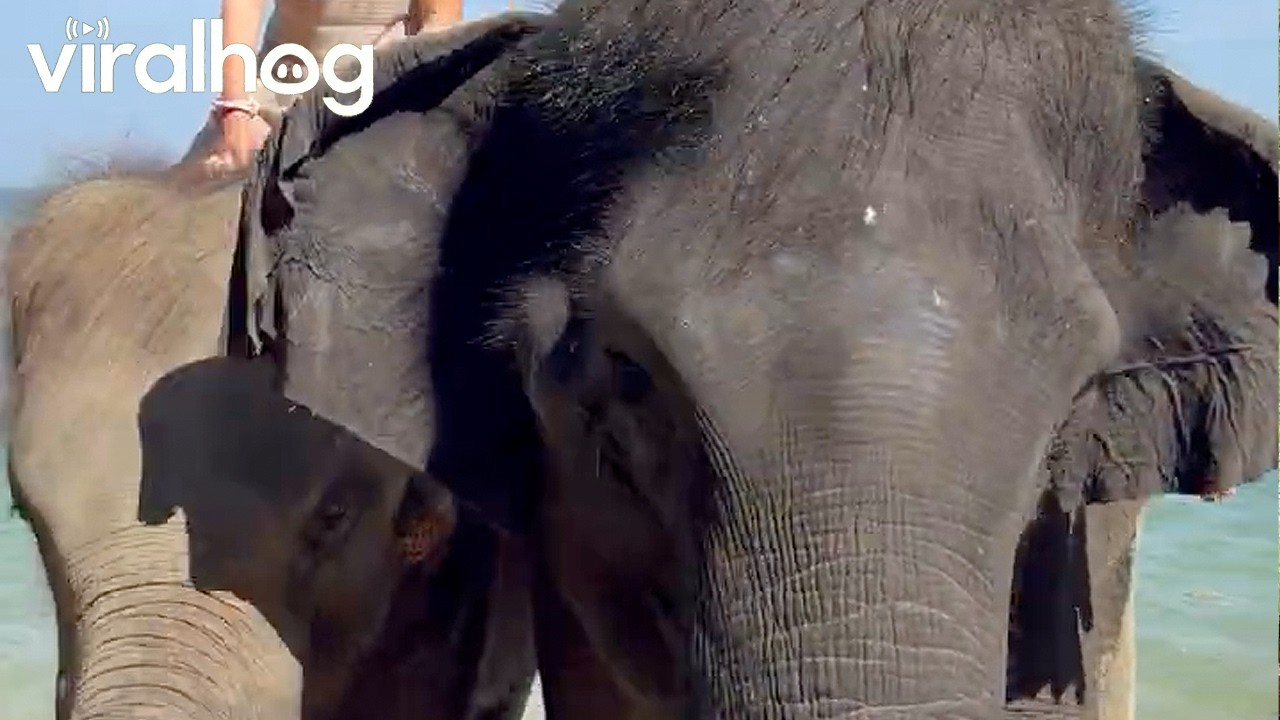 Elephant Tugs Man Out Of The Picture || ViralHog