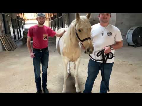 ANSC 311 quick tricks and advice