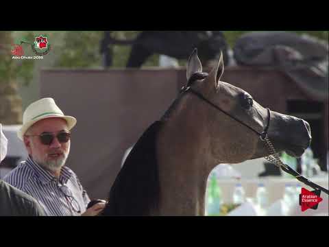 N 383 MABROUK AL HAWAJER   UAE Nationals 2019