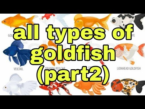 , title : '#Goldfish All types of goldfish (Part 2)'