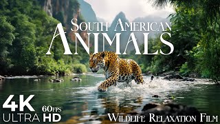 Animals of South America 4K 60fps - Wildlife Relaxation Film with Peaceful Music - Ultra HD