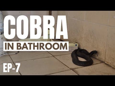 COBRA IN BATHROOM | The Snake Town Ep-7