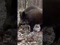 Suar Ki Video
