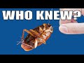 Cockroaches What You Ve Been Told Is Totally Wrong