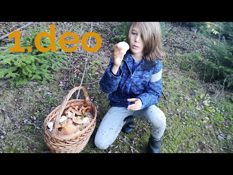 12.11.2020. Gljivarenje deo 1