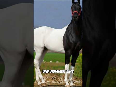 Die SELTENSTEN PFERDERASSEN der Welt und Nummer 1 hast du noch nie gesehen...#shorts #tiere