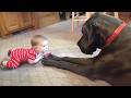 Perros y Bebés que Harán Que Llores de Risa 🐶👶 DEFAULT Thumbnail