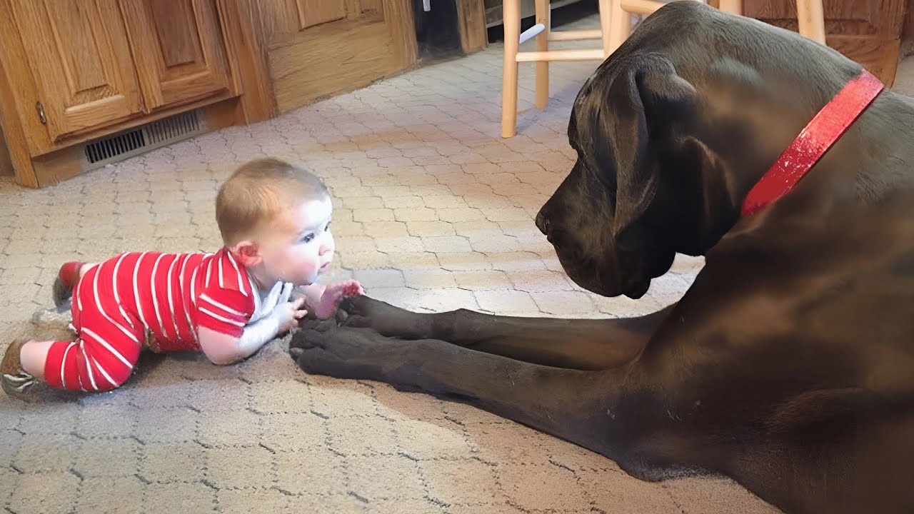 Perros y Bebés que Harán Que Llores de Risa 🐶👶