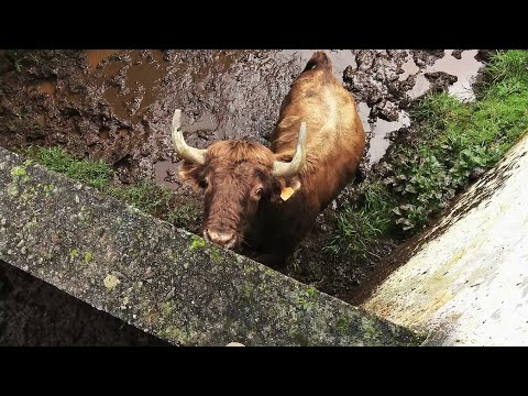 JAF - Stay Away From This Red Bull - Fique Longe Desse Touro Vermelho - Terceira Island - Azores