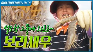 생으로 먹어도 소금구이를 해서 먹어도 맛있는 보리새우 #영광 #영광 설도항 #꽃대하