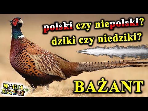 The Most Beautiful Chicken in Poland - Pheasant - Hunters' Favorite