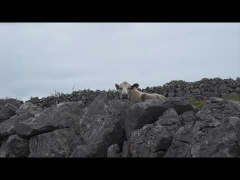 @ionbogdanstefanescu  Grigoraș Dinicu - Hora staccato