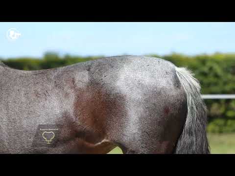 Hormiga Negra de Santo Aniceto