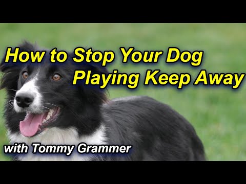 Stop your dog from playing keep away