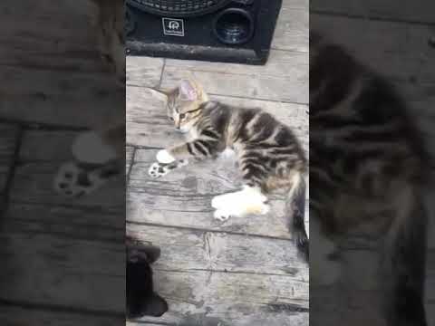 Cat Fight Over WHO HAS MORE SUBSCRIBERS! ~ Cat Fight or Cat's Play? ~ Subscribe for Fun