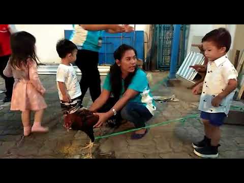 Animal Day (About Chicken) DCS Preschool Gajahmada 30112017