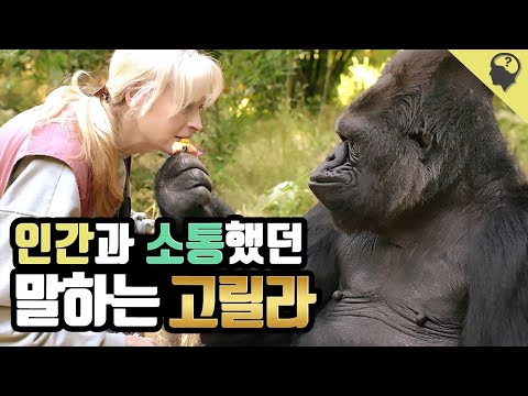 「고릴라」의 한국수어 표현