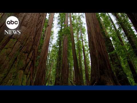 7 Natural Wonders of America': Redwood National and State Parks