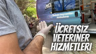 Ücretsiz veteriner hizmeti, ücretsiz kısırlaştırma ve daha fazlası hak