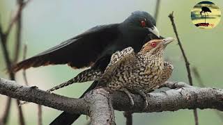 Download lagu Suara burung TUWU gacor mantap penuh dengan misteri mp3 Download lagu Suara burung TUWU gacor mantap penuh dengan misteri mp3