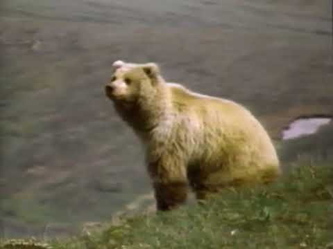 National Geographic—The Grizzlies (1987)