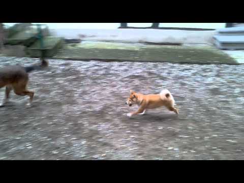 comment trouver un akita inu