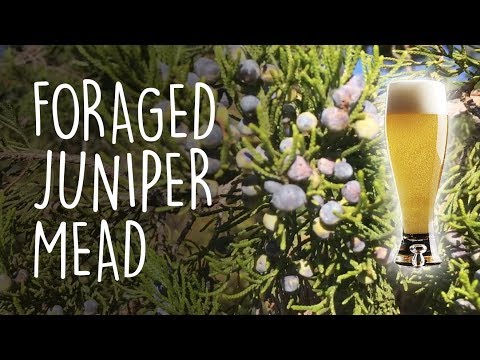 Let's forage for juniper berries and make a quick-to-bottle session mead | How to make mead!