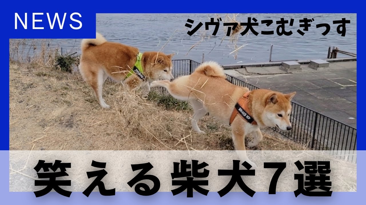 窃盗・暴行・器物破損で許される可愛い柴犬のニュース風コント【パロディ】