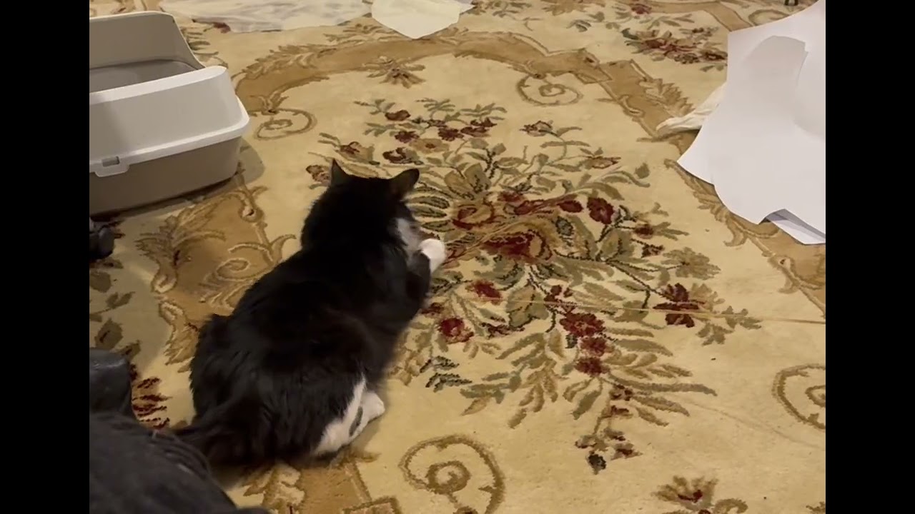 Enlarge Philippe, an adopted Domestic Medium Hair in Beverly, MA video 2/5