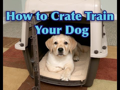 How To Crate Train Your Puppy! (A Step-by-Step Guide)