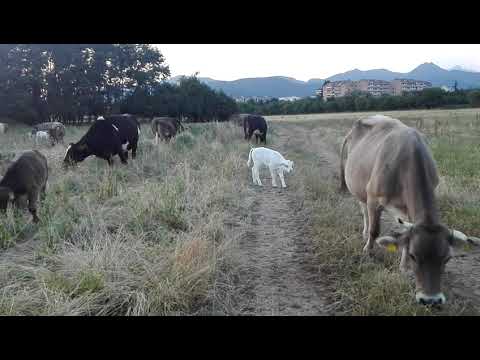 Animali: Mandria di mucche al pascolo e vitellino bianco #animals #cow #calf