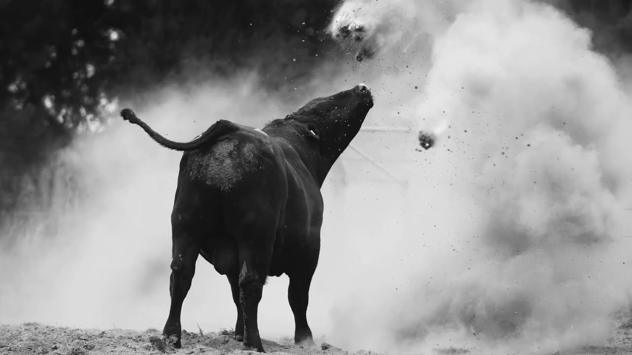 Wild Stories #1