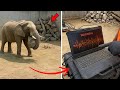 Full Story Elephant Kept Placing Stones In Corner Of Enclosure Then Experts Found Out Why