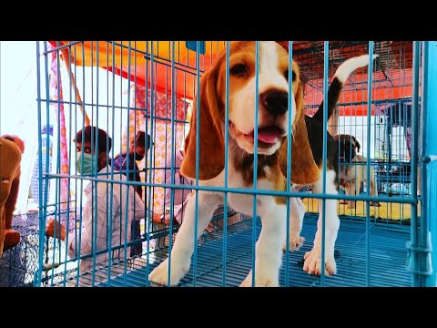 Recent Dog Price At Galiff Street Pet Market kolkata | Dog Saler At GaliffStreet | Kolkata Dog Saler