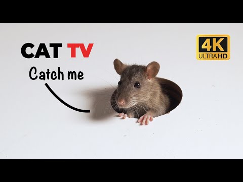CAT TV 🐭 Peekaboo Mouse for Cats to Watch with Sound 😺