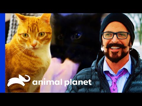 Jackson Galaxy Meets Cat Celebrities Cole & Marmalade! | My Cat From Hell