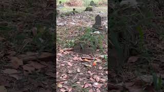 Download lagu Komplek Pemakaman Pangkalan Cilik.., Kasemen, Kota Serang, Banten mp3