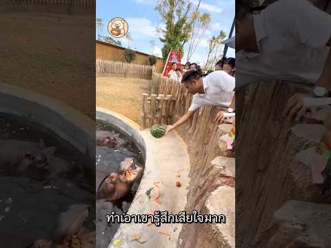 ฮิปโปหน้าหงอยเพราะรับแตงโมไม่ทัน #สัตว์โลกน่ารัก #animals #shorts