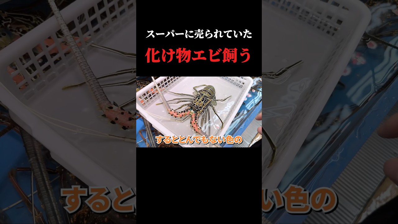 スーパーに売れ残っていたエビ飼育してみると…