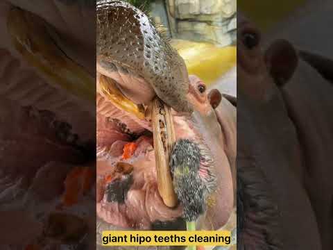 "Giant Hippopotamus Teeth Cleaning – How to Keep Them Clean and Smooth!" EP22