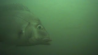 NYC-East River underwater cam 8/02/2025