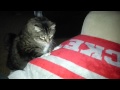Fat Cat Jumping On Couch