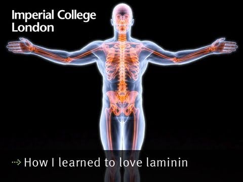 How I learned to love laminin