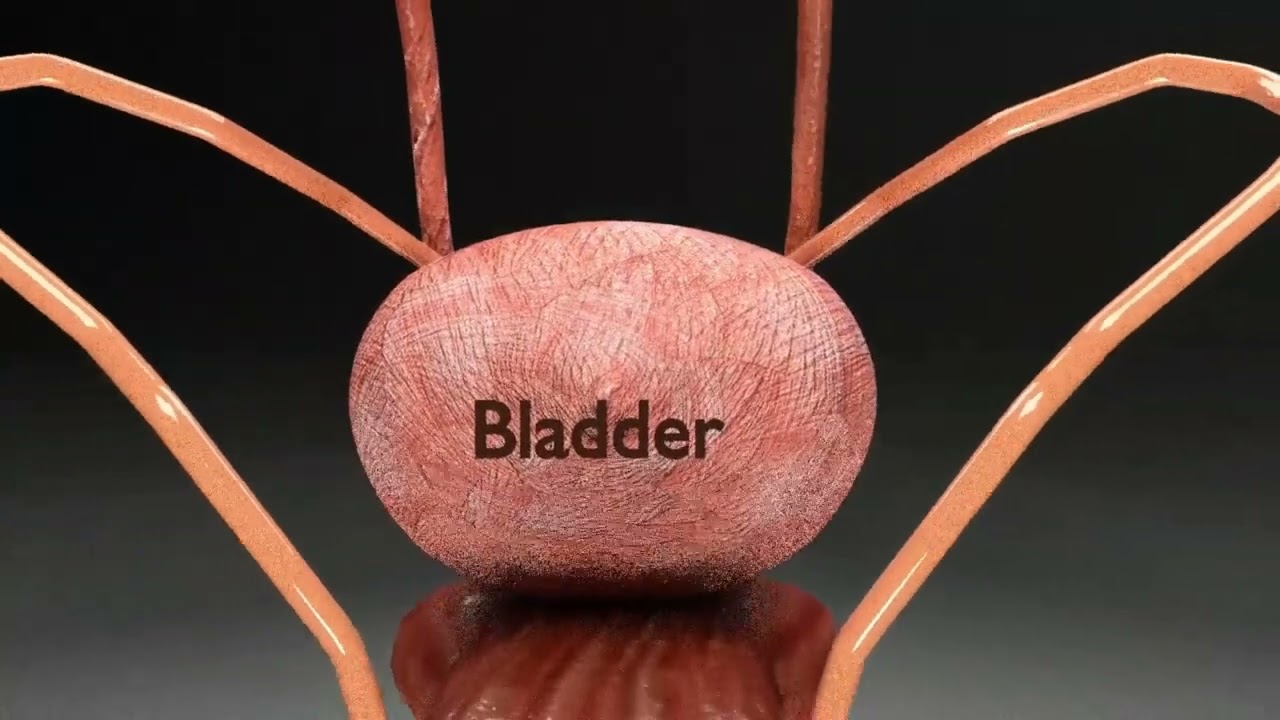 生殖器尿路 3D 3Dモデル