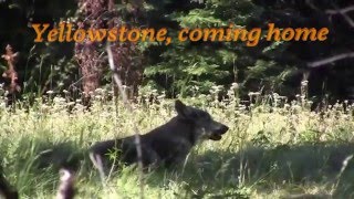 Yellowstone, Coming Home