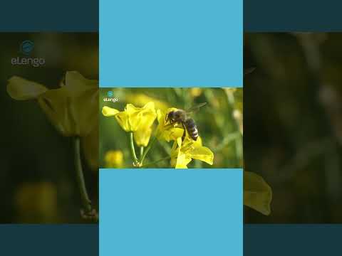 Transplanting vegetables kitchengarden gardening kitchengarden vegetablefarming farmingtips