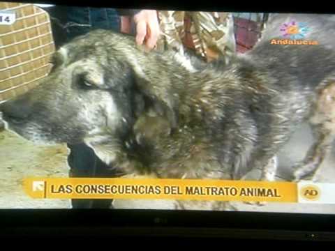 download lagu mp3 mp4 Consecuencias Del Maltrato Animal, download lagu Consecuencias Del Maltrato Animal gratis, unduh video klip Consecuencias Del Maltrato Animal